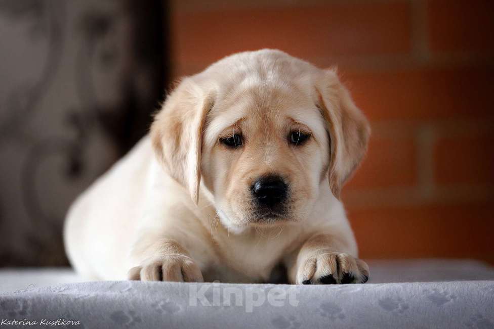 Собаки в Москве: Предлагается яркая девочка лабрадор ретривер Девочка, 150 000 руб. - фото 1