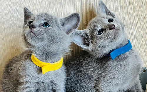 Продаются котята русской голубой