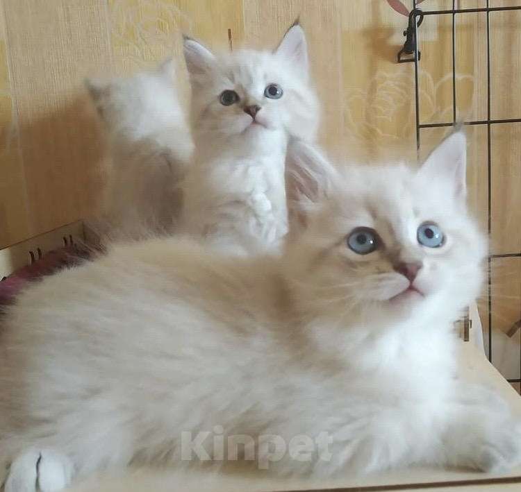 Кошки в Москве: Котята Мальчик, 20 000 руб. - фото 7