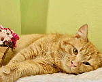 Кошки в Москве: Рыжий котик Немо в добрые руки. Мальчик, Бесплатно - фото 3