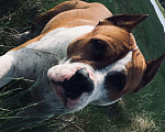 Собаки в Северодвинске: Американский Стаффордширский Терьер. Вязка, Бесплатно - фото 3