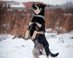 Собаки в Москве: Умная небольшая собачка Эмма в дар Девочка, Бесплатно - фото 2