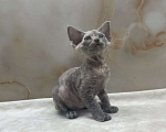 Кошки в Москве: Котенок Девон Рекс голубая крем черепаха Девочка, 80 000 руб. - фото 1