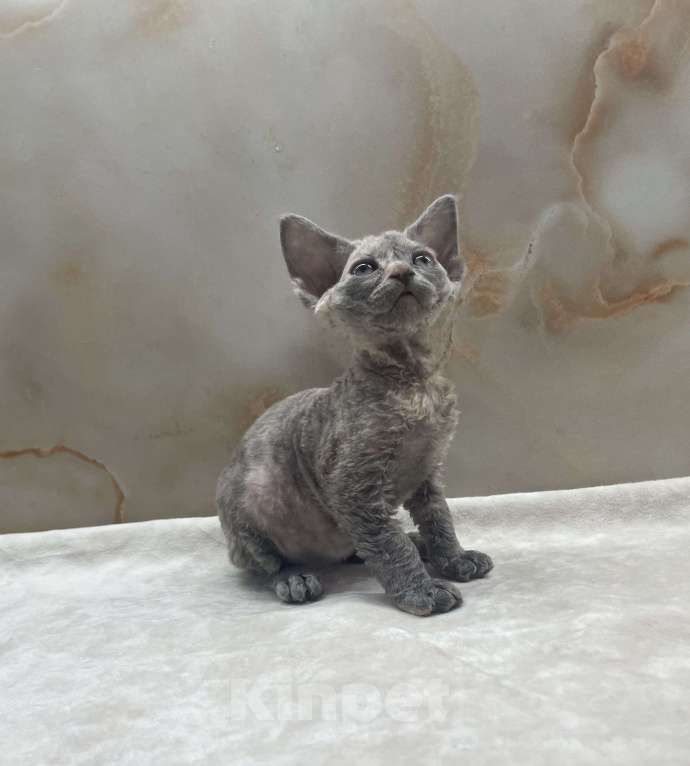 Кошки в Москве: Котенок Девон Рекс голубая крем черепаха Девочка, 80 000 руб. - фото 1