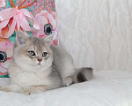 Кошки в Москве: Голубой золотистый британский котенок Мальчик, 80 000 руб. - фото 3