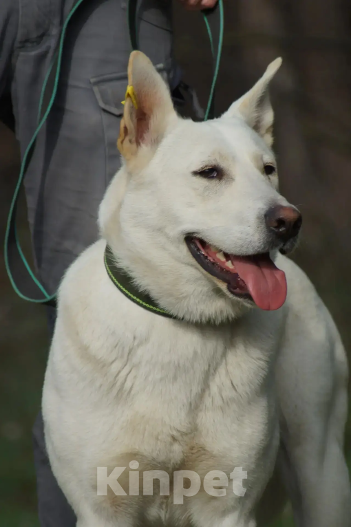Собаки в других городах Краснодарского края: хочу домой Девочка, 99 руб. - фото 1