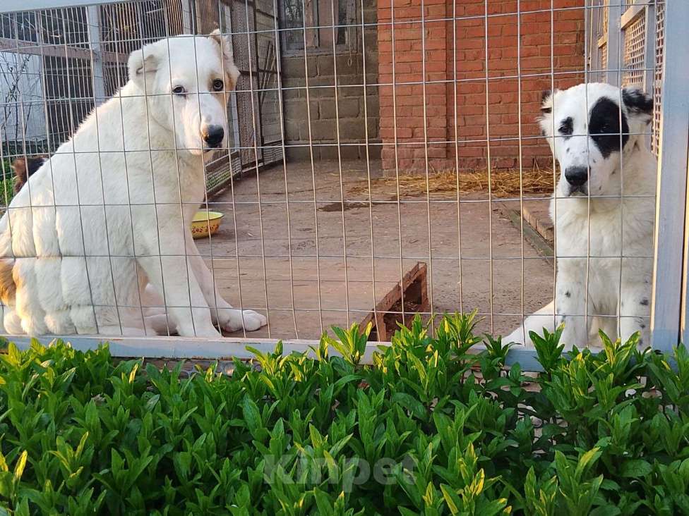 Собаки в других городах Краснодарского края: Алабай  Девочка, 40 000 руб. - фото 2