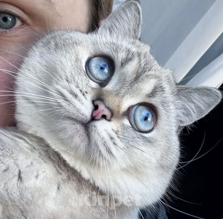 Кошки в Краснодаре: Британские котята  Девочка, 13 000 руб. - фото 5