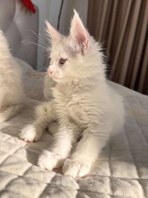 Кошки в Калининграде: Мэйкун котенок  Мальчик, 50 000 руб. - фото 4