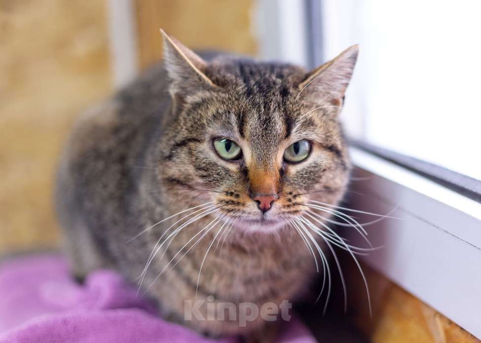 Кошки в Москве: Мадам ждет хозяев Девочка, Бесплатно - фото 4