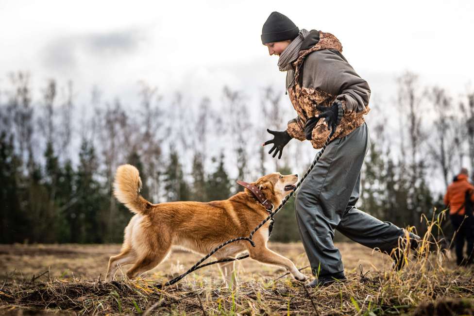 Собаки в Клине: Рико — пёс, созданный для людей Мальчик, Бесплатно - фото 8