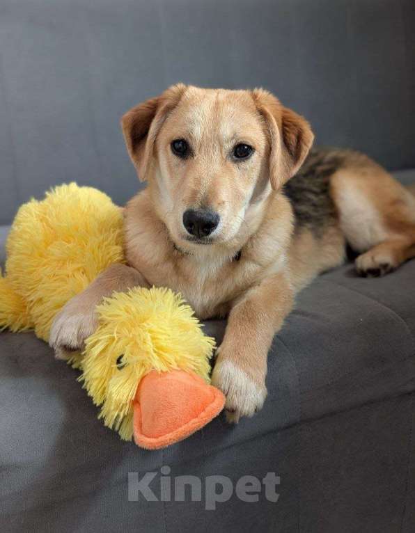 Собаки в Жуковском: Раф - щенок девочка из отлова Девочка, Бесплатно - фото 8