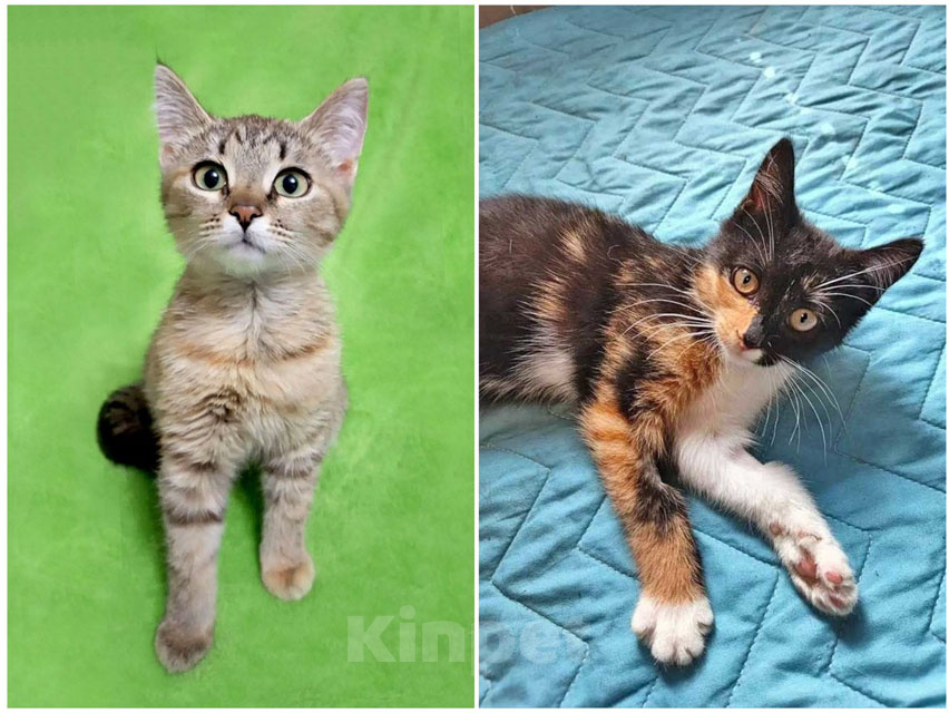 Кошки в Москве: Трогательные и нежные котята Мурочка и Кира в добрые руки Девочка, Бесплатно - фото 1