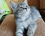 Кошки в Севастополе: Шотландский прямоухий котёнок Мальчик, 13 000 руб. - фото 6
