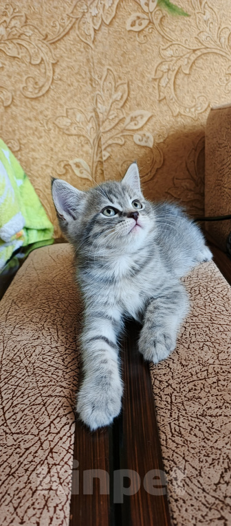 Кошки в Севастополе: Шотландский прямоухий котёнок Мальчик, 13 000 руб. - фото 6