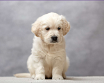 Собаки в Одинцово: Щенок золотистого ретривера Мальчик, 45 000 руб. - фото 1