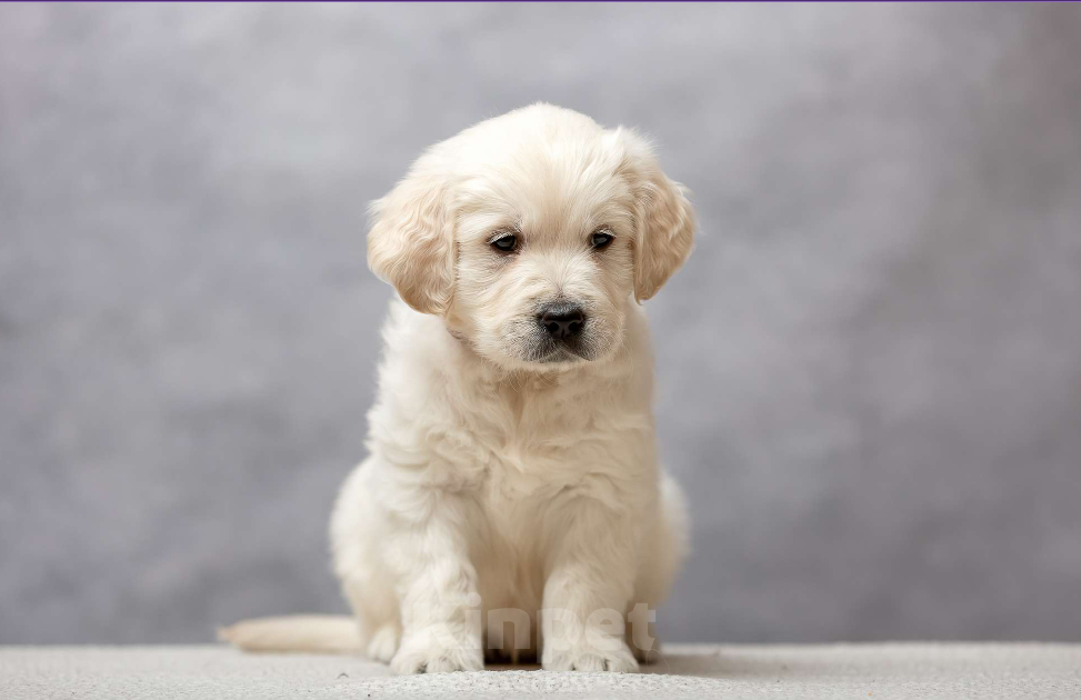 Собаки в Одинцово: Щенок золотистого ретривера Мальчик, 45 000 руб. - фото 1