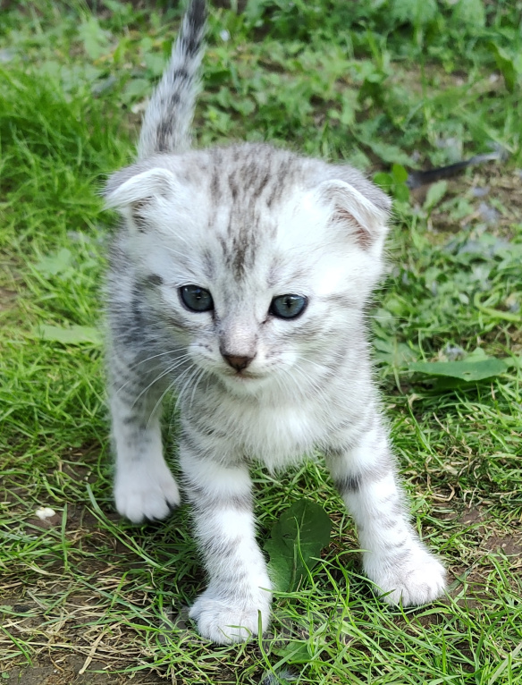 Кошки в Ижевске: Шотландские полосатики Девочка, 1 500 руб. - фото 2