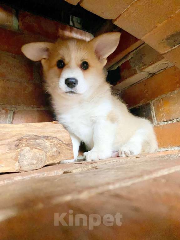 Собаки в других городах Ленинградской области: Щенки корги пемброк Мальчик, 70 000 руб. - фото 2