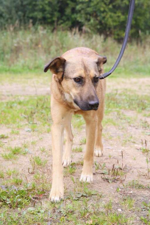 Собаки в Москве: Яся Девочка, Бесплатно - фото 28