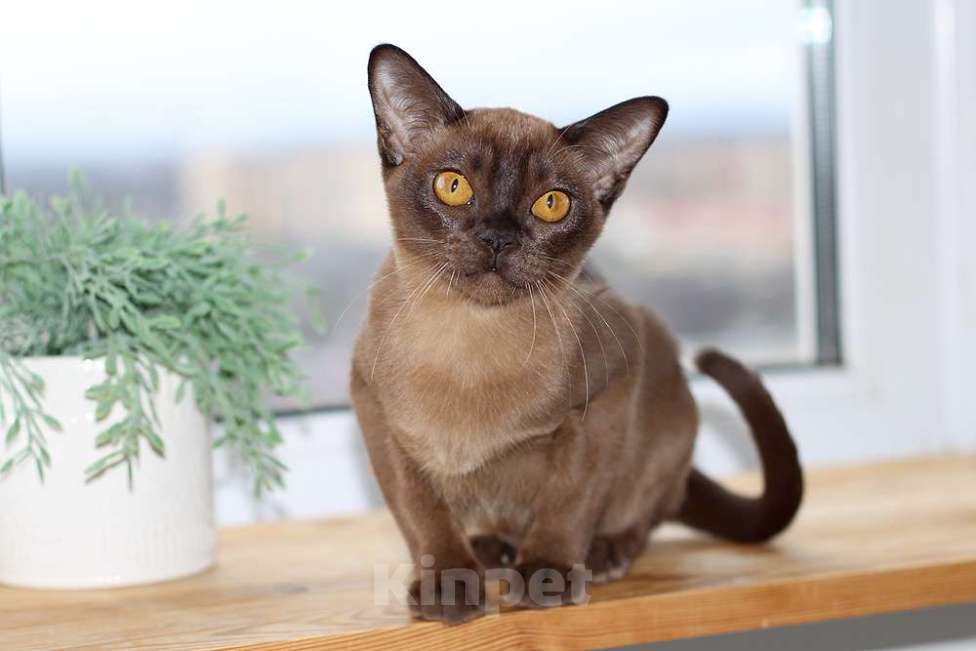 Кошки в Москве: Бурма - кошечка в разведение Девочка, 140 000 руб. - фото 3