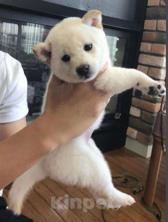 Собаки в Москве: Щенок сиба ину Девочка, 16 000 руб. - фото 1