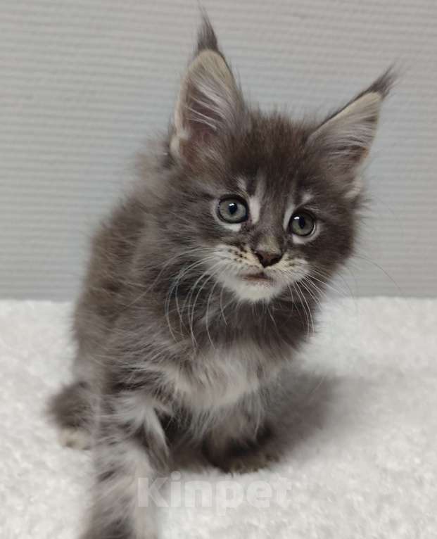 Кошки в Туле: Мейн-кун девочка Девочка, 30 000 руб. - фото 3