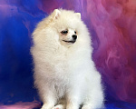 Собаки в Москве: Померанский шпиц, щенок Мальчик, 55 000 руб. - фото 2