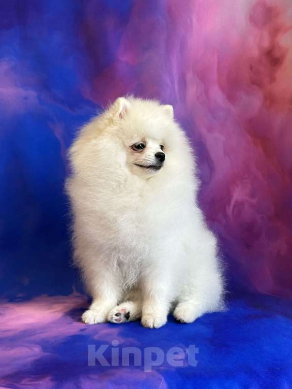 Собаки в Москве: Померанский шпиц, щенок Мальчик, 55 000 руб. - фото 2