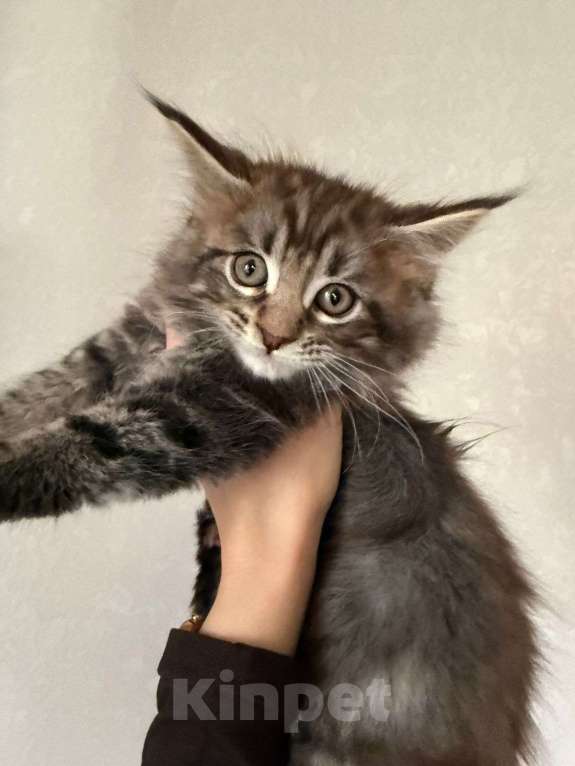 Кошки в Санкт-Петербурге: Котята Мейн-кун Мальчик, 40 000 руб. - фото 9