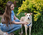 Собаки в Волоколамске: Асенька, собака-компаньон в добрые руки Девочка, Бесплатно - фото 6