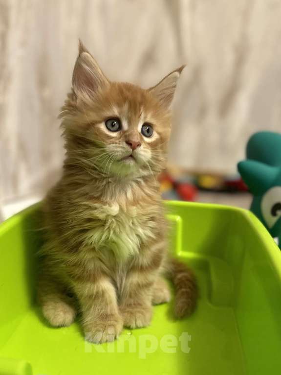 Кошки в Москве: Чудесный Котик мейн кун Мальчик, Бесплатно - фото 2
