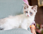 Кошки в Москве: Котёнок Пиксель - голубоглазый красавец в добрые руки  Мальчик, Бесплатно - фото 1