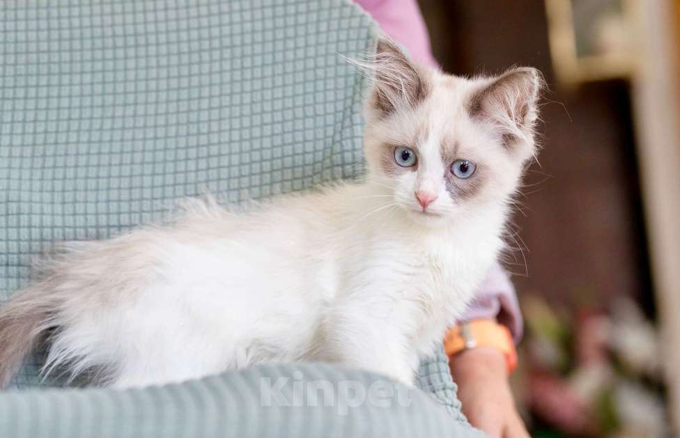 Кошки в Москве: Котёнок Пиксель - голубоглазый красавец в добрые руки  Мальчик, Бесплатно - фото 1