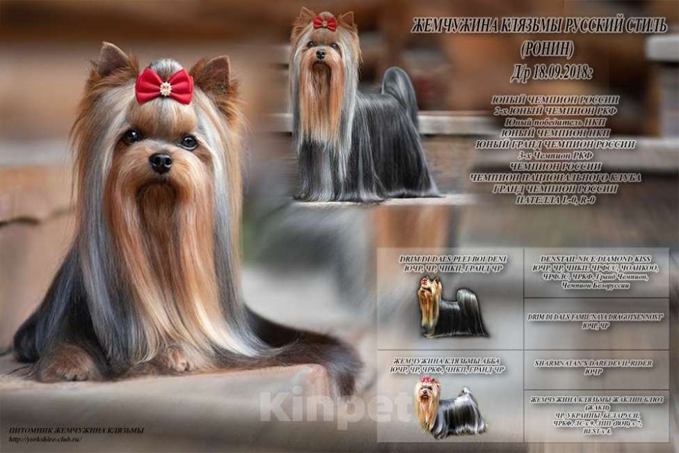 Собаки в Пушкино: Малышок - крепышок Мальчик, Бесплатно - фото 7