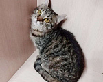 Кошки в Балашихе: Кася кошечка ищет дом Девочка, Бесплатно - фото 1