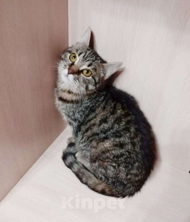 Кошки в Балашихе: Кася кошечка ищет дом Девочка, Бесплатно - фото 1