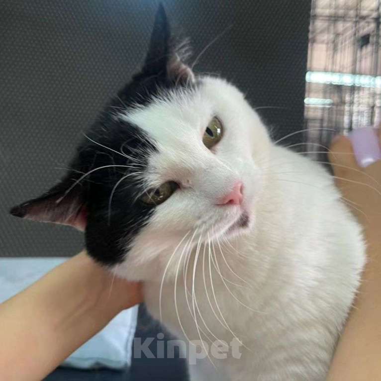 Кошки в Москве: Грустная кошечка Эльза Девочка, Бесплатно - фото 2