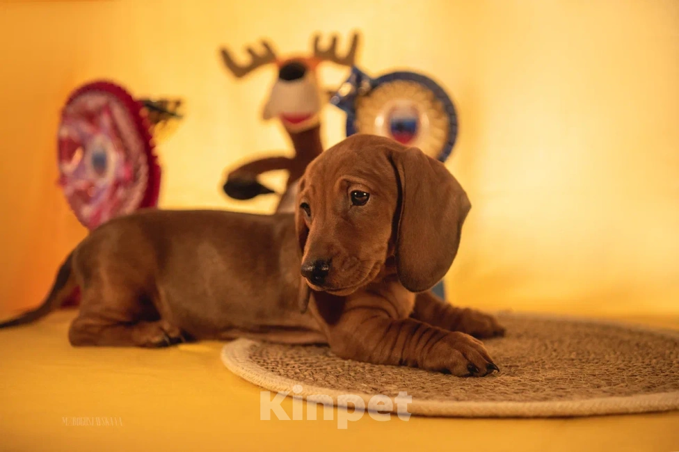 Собаки в Мурманске: такса стандартная гладкошерстная Девочка, 40 000 руб. - фото 2