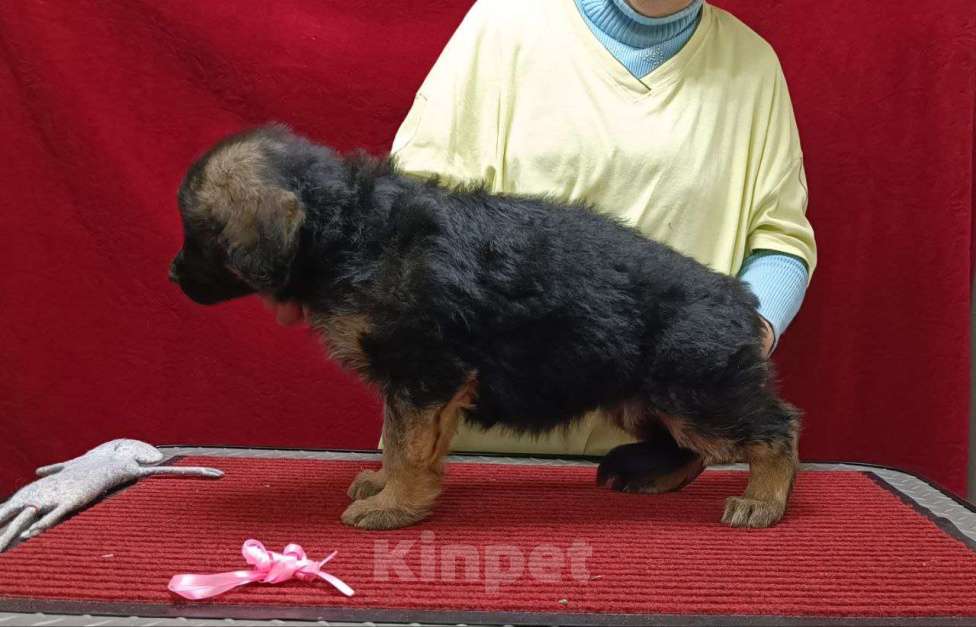 Собаки в Ангарске: Щенки длинношёрстной немецкой овчарки  Мальчик, 50 000 руб. - фото 4