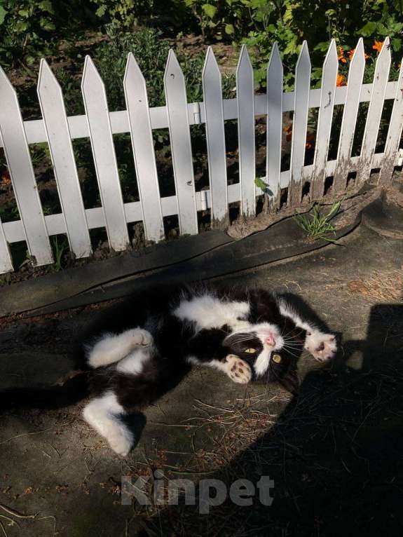 Кошки в Калининграде: Котёнок в добрые руки Мальчик, Бесплатно - фото 3