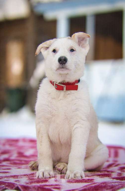 Собаки в других городах Московской области: Щенки в добрые руки Разнополые, Бесплатно - фото 6