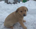 Собаки в Петровске: Щенки Мальчик, 1 руб. - фото 1