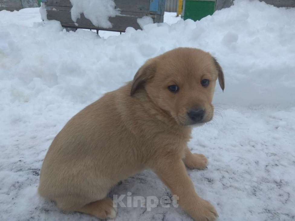 Собаки в Петровске: Щенки Мальчик, 1 руб. - фото 1