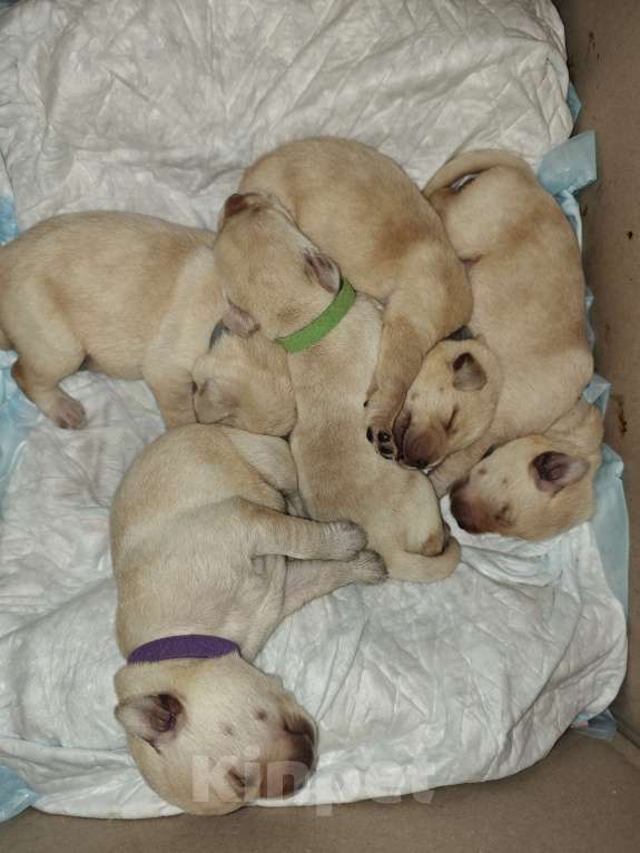 Собаки в Москве: Щенки лабрадора  Девочка, 35 000 руб. - фото 2