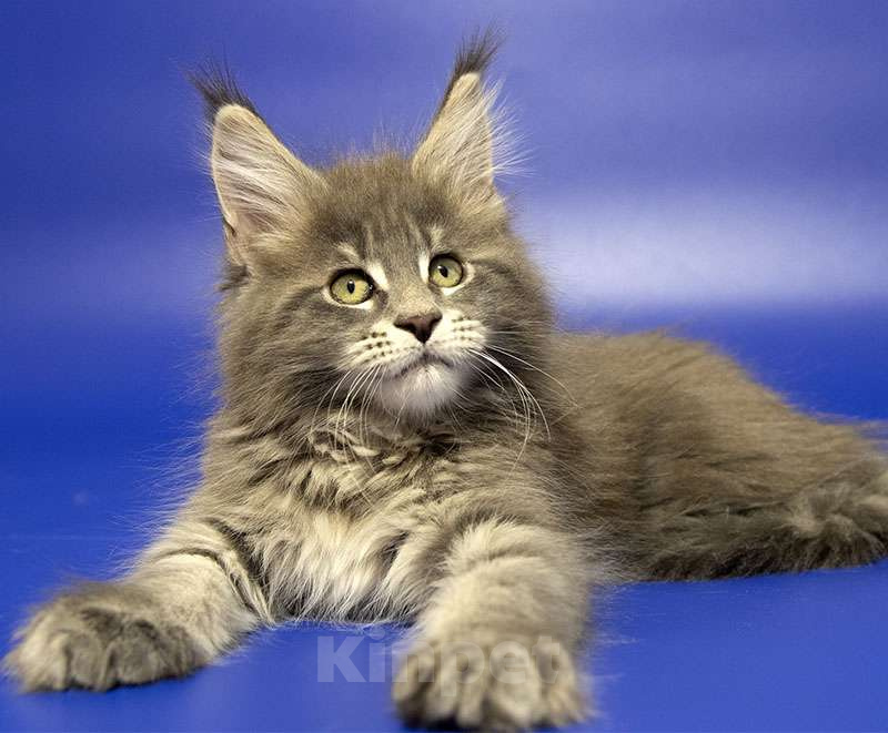 Кошки в Москве: Мейн кун котенок Девочка, Бесплатно - фото 4