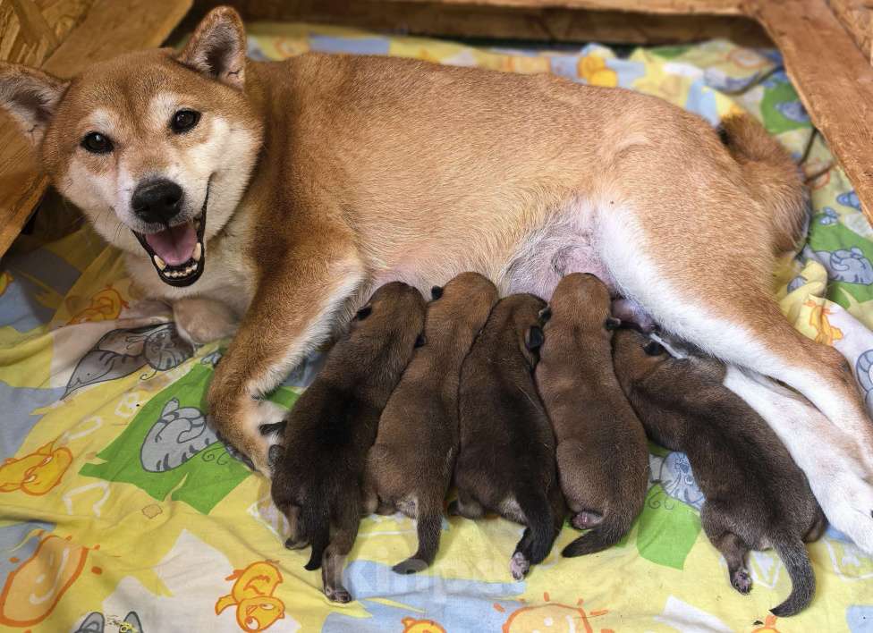 Собаки в Москве: Сиба ину щенки на июнь Девочка, 60 000 руб. - фото 1