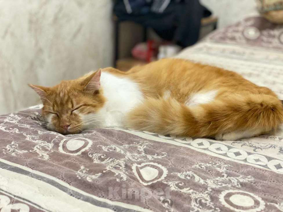 Кошки в Москве: кот подросток Теоша ищет дом Мальчик, Бесплатно - фото 7