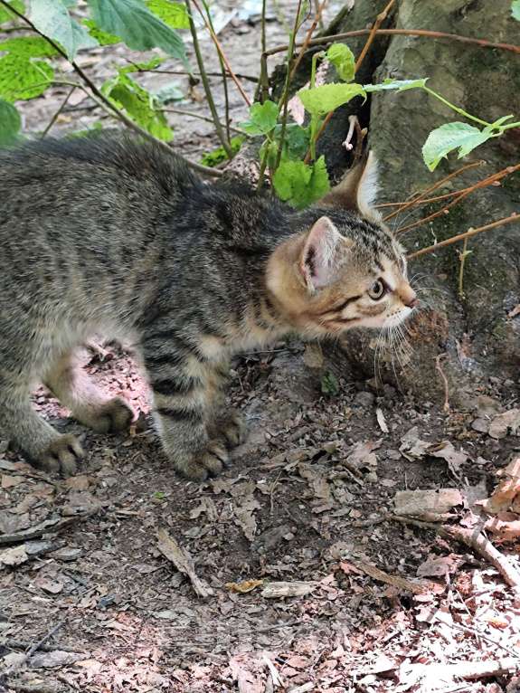 Кошки в других городах Орловской области: Отдам в добрые руки  Девочка, Бесплатно - фото 4