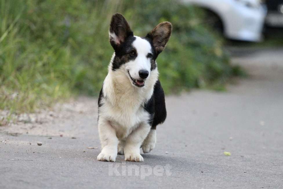 Собаки в Москве: Вельш корги кардиган-мальчик Мальчик, Бесплатно - фото 5